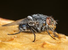 Spyflue (Onesia floralis)